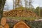 Logs stacked in forest for wood industry in Sauerland in Germany