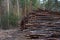 Logs stacked on logging and woodworking industry. A stock pile of timber, chopped down trees. Timber industry. De-forestation