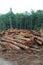 Logs stacked up in a Pacific Northwest forest logging operation