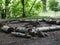 Logs surrounding a camp fire