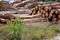 Logs timber industry trunks stacked outdoor