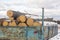 Logs under the snow in an old cart for transportation.Preparation of firewood for heating in winter