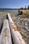 Logs on a west coast beach