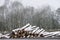 Logs of wood stacked for winter energy fuel at snow season in forest and woodlands