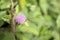 lojjaboti or Touch me not plant or Mimosa pudica is a creeping annual or perennial flowering plant of the pea or legume family