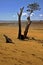 Lokobe tree in madagascar