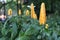 Lollipop Flower Pachystachys lutea, Acanthaceae spires of yellow rocket shaped lollipops blooming in garden nature background