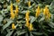 Lollipop Flower Plants (Pachystachys lutea), Acanthaceae. Yellow lollipop flowers in the garden background