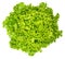 Lollo Bianco lettuce from above on white background