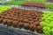 Lollo Rossa red leaves lettuce salad plant in hydroponics vegetables farm system