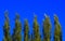 Lombardy Poplar Tree Tops Against Blue Sky On A Windy Day. Abstract Natural Background.