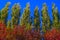 Lombardy Poplar Tree Tops Against Blue Sky On A Windy Day. Abstract Natural Background. Autumn Trees, Colorful Fall Foliage.