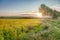 Lomellina summer paddy field. Color image.