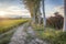 Lomellina: summer sunset over a paddy field. Color image.