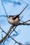 Lomg-tailed Tit, Tit, Aegithalos caudatus.