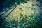 Lomography, small yellow flowers on wild grass