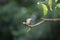 Lonchura punctulata cute bird animal holding on branch tree public p
