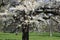 London. City. Kensington Gardens in spring. Apple tree in blossom. Kensington gardens one of the royal residences of british monar