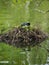 London: Coot on the nest 