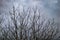 London dark sky with clouds with bare tree of black color