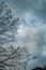 London dark sky with clouds and branches of tree