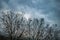 London dark sky with clouds with several trees in the row