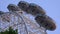 London Eye in Sunset, People in Amusement Park, Tourists Traveling Closeup View