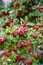 The london green plants with red berries on them