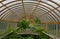 London, kew gardens: victorian green house