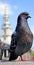 London Pigeon