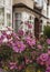 London - pink flowers and oldschool houses.