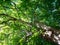 London Plane Tree in Bath