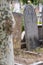 London plane tree with textured bark, amongst gravestones at historic Victorian Willesden Jewish cemetery, London UK