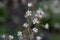 London pride, Saxifraga x urbium, close-up flowers