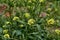 London Rocket Sisymbrium irio flower bloom macro background