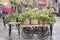 London street view with plants on a wooden cart