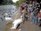 London tourists feed to the pelicans in the St James` Park