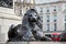 London Trafalgar Square lion in UK