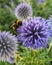 London, UK - July 2018: A bumblebee resting on a globe thistle in Hyde Park