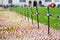 LONDON, UK - NOVEMBER 19, 2017: Poppy crosses at the Westminster Abbey Field of Remembrance, to remember military and civilians wh