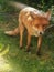 London wild fox in backyard garden street in england