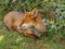 London wild fox in backyard garden street in england