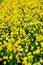 in london yellow flower field nature and spring