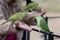 Londons Parakeets taking food from a persons hand