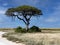 lone acacia provides shade in the African savannah. Namibia