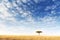 Lone acacia tree in the Masai Mara