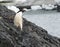 Lone Adele Penguin in Antarctica