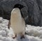 Lone Adele Penguin in Antarctica