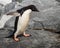 Lone Adele Penguin in Antarctica