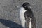 Lone Adelie Penguin at Devil Island, measuring up its Shadow